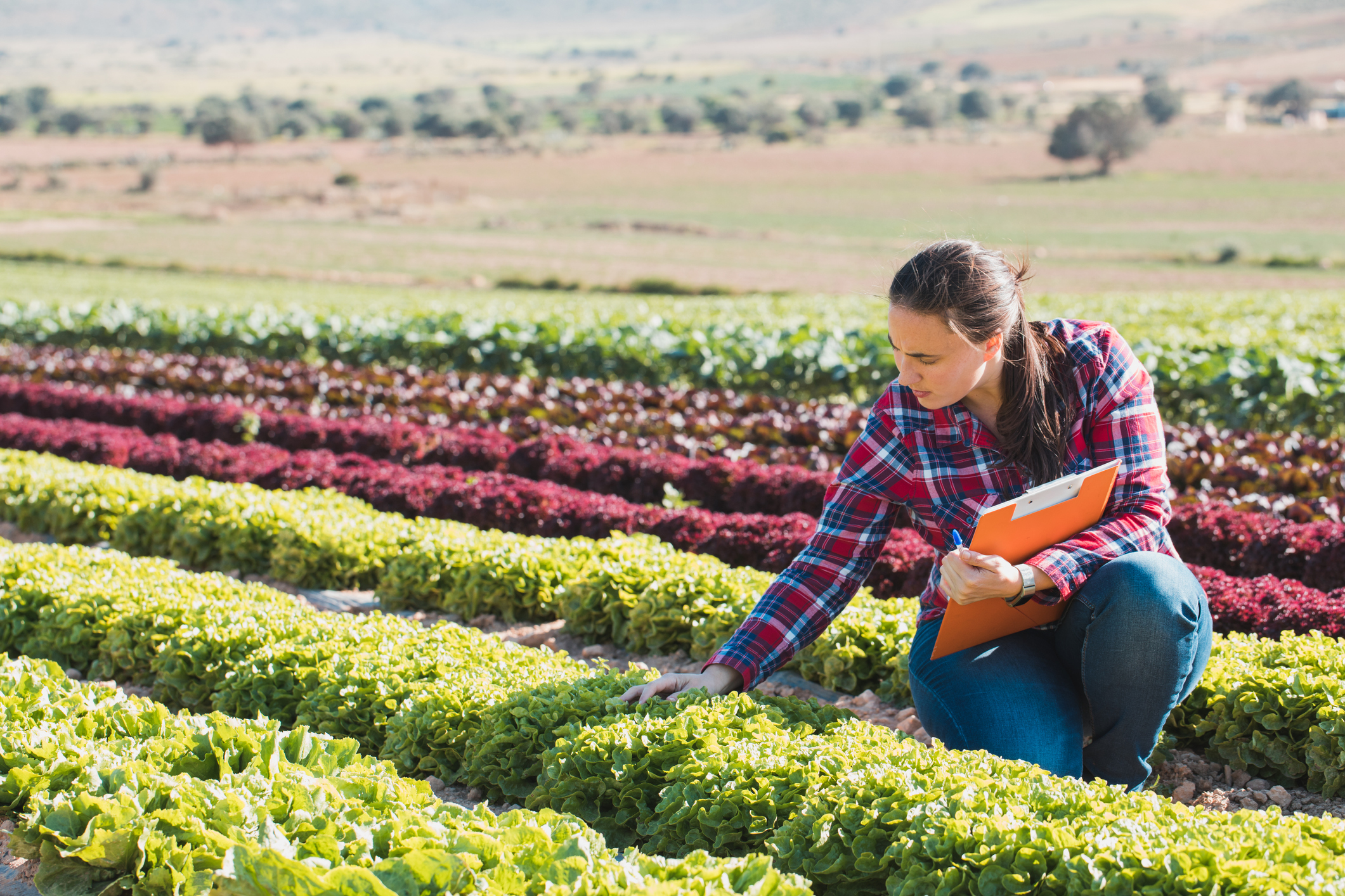 woman checking lettuce in field