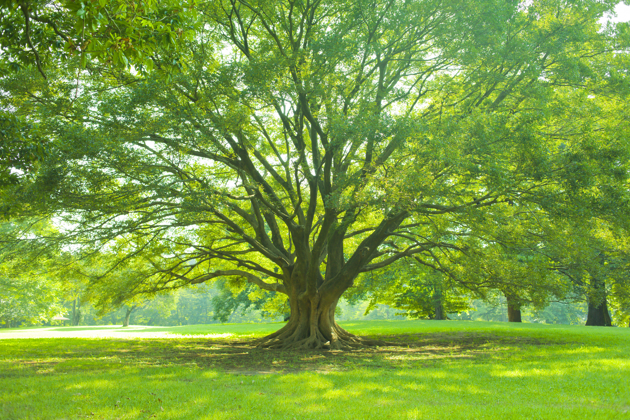 large tree