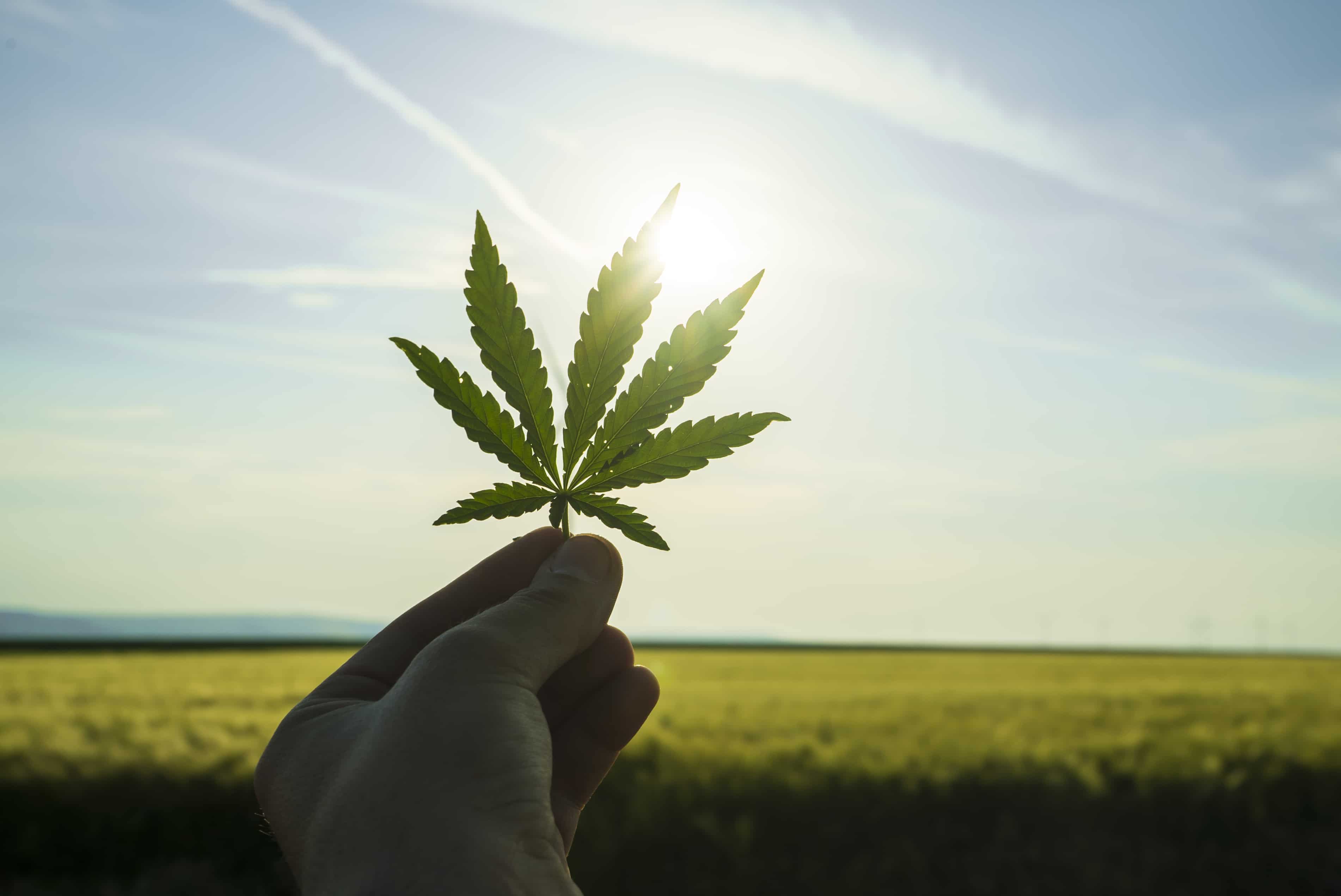 Green canabis on marihuana field farm