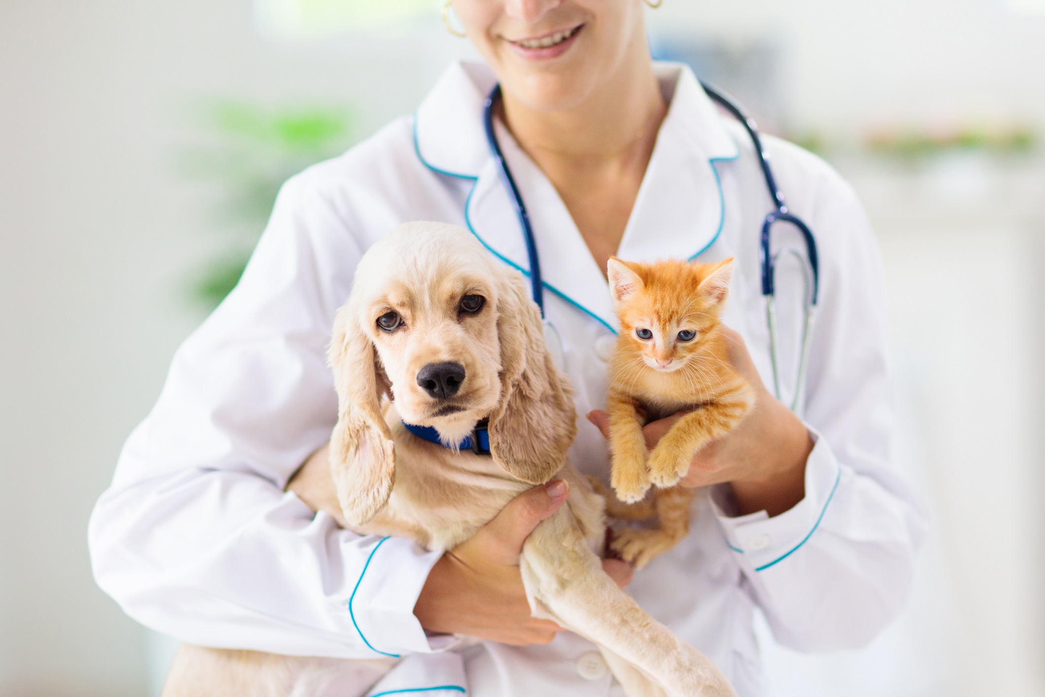 Veterinary doctor near my hot sale location