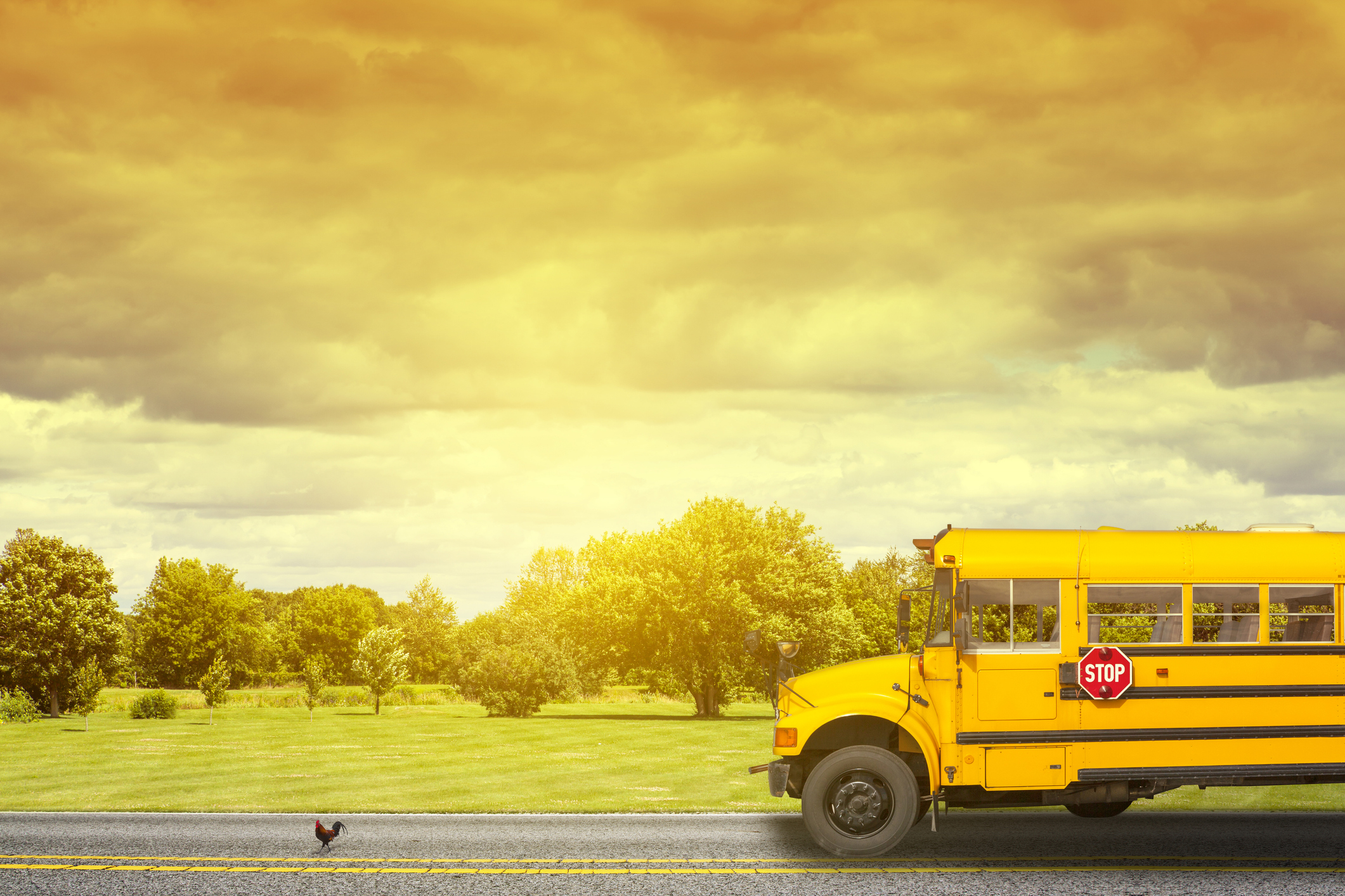 School Bus School Bus on country road in the morning