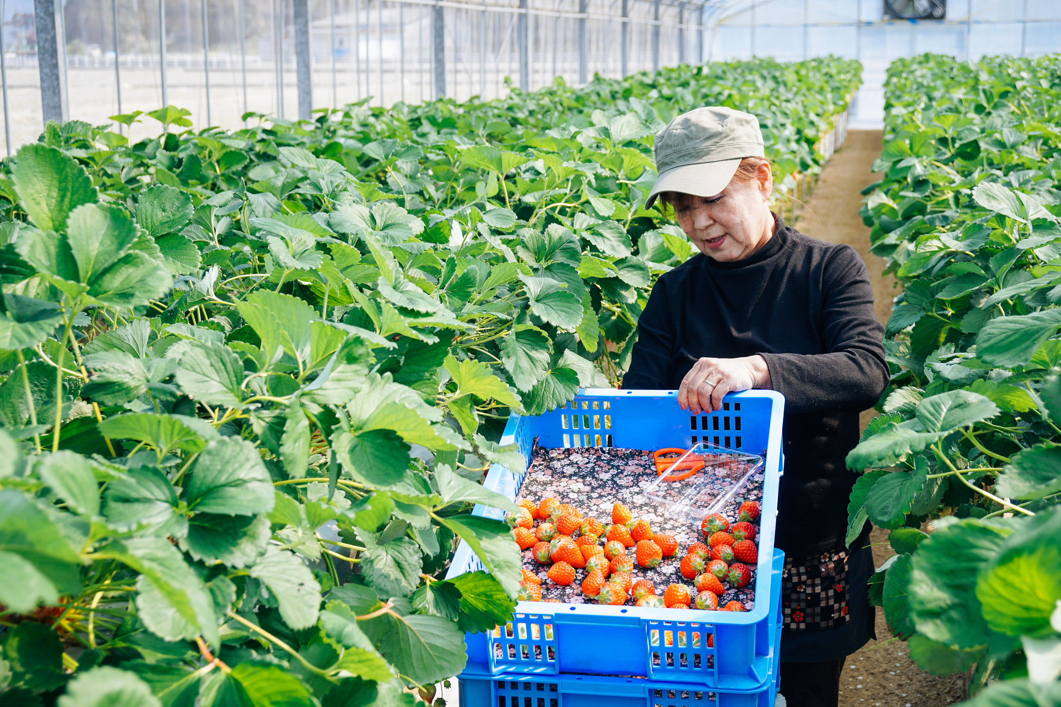 Female farmer collecting strawberries in a large basket at a strawberry farm.