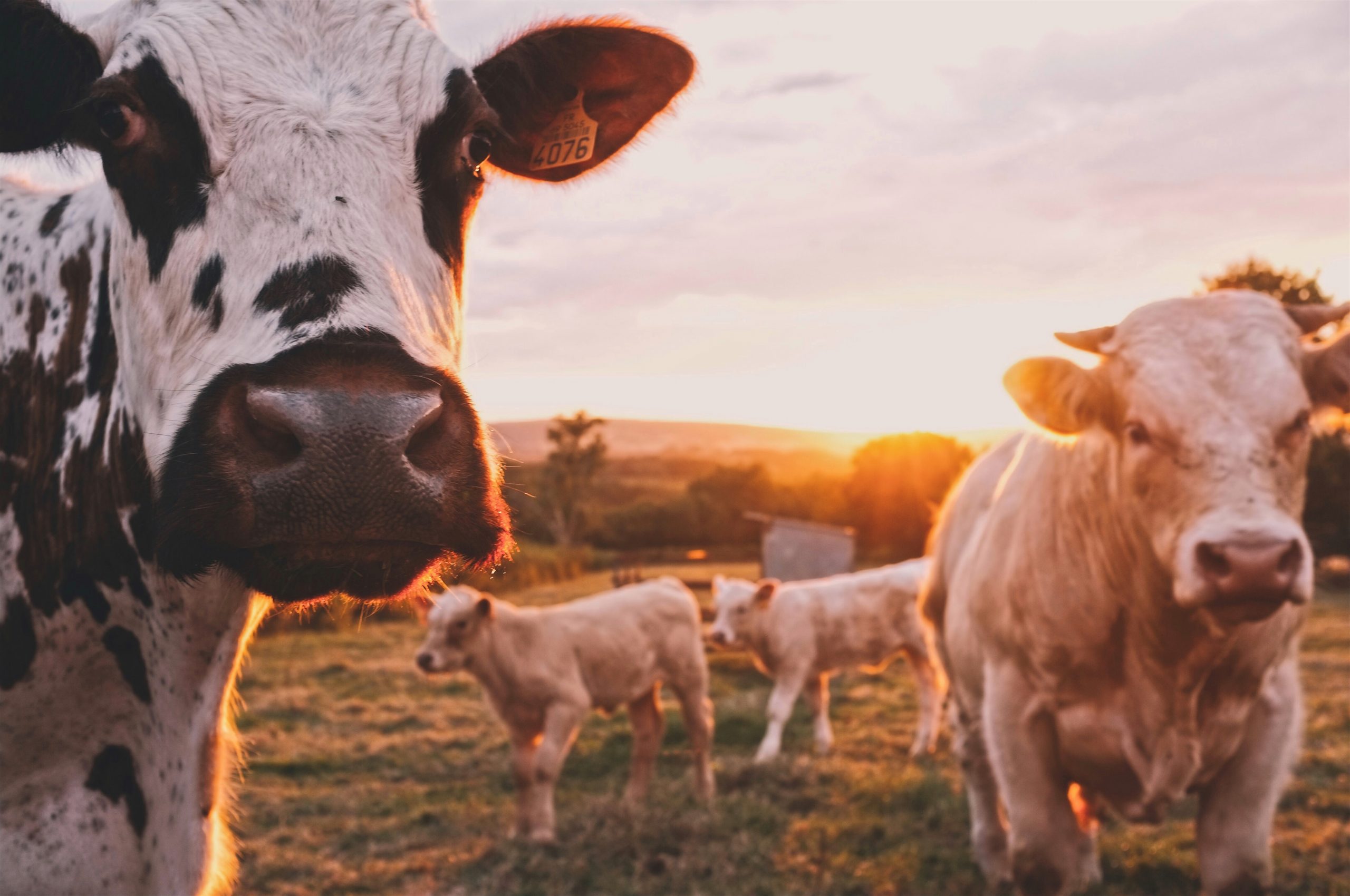 cows on a farm