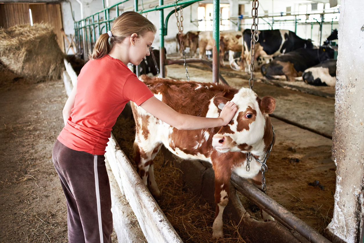 Girl stroking a calf on a dairy farm