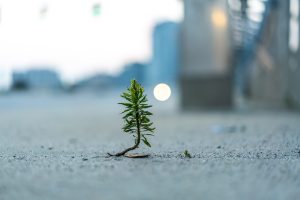 A tree growing through the sidewalk