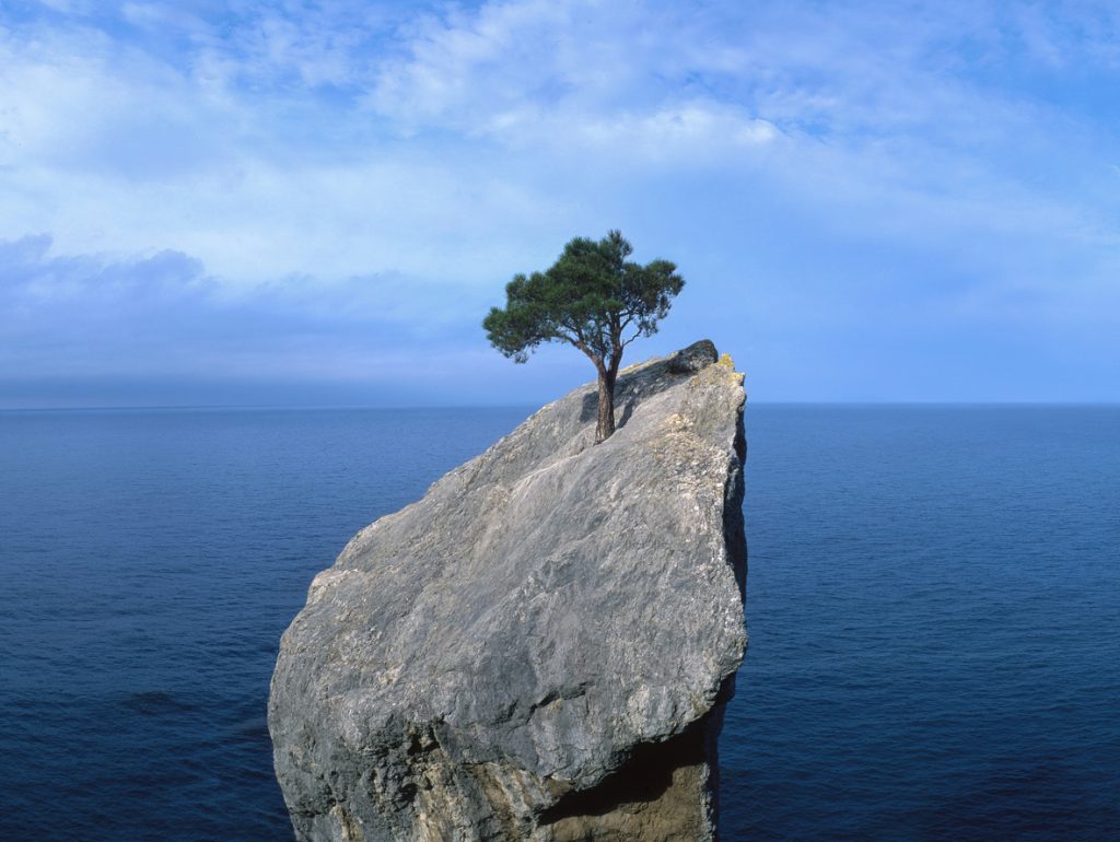 Tree growing out of rock in water