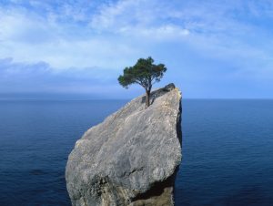 Tree growing out of rock in water