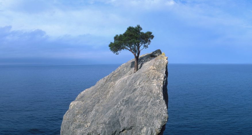 Tree growing out of rock in water